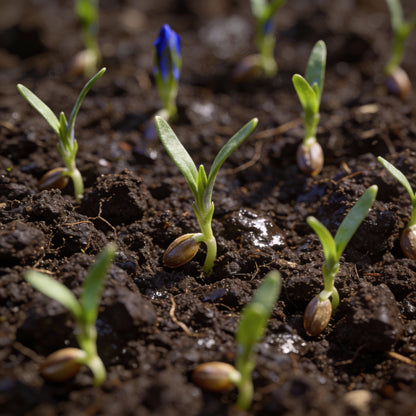 Gentiana Acaulis Flower Seeds for Garden Planting