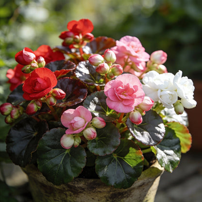 Begonia Cocktail Series Mixed Seeds for Garden Planting