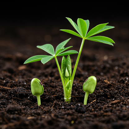 Lupin Russell My Castle Seeds for Garden Planting