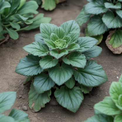 Cineraria Mixed Hybrid Seeds - Cineraria Flower Seeds for Garden