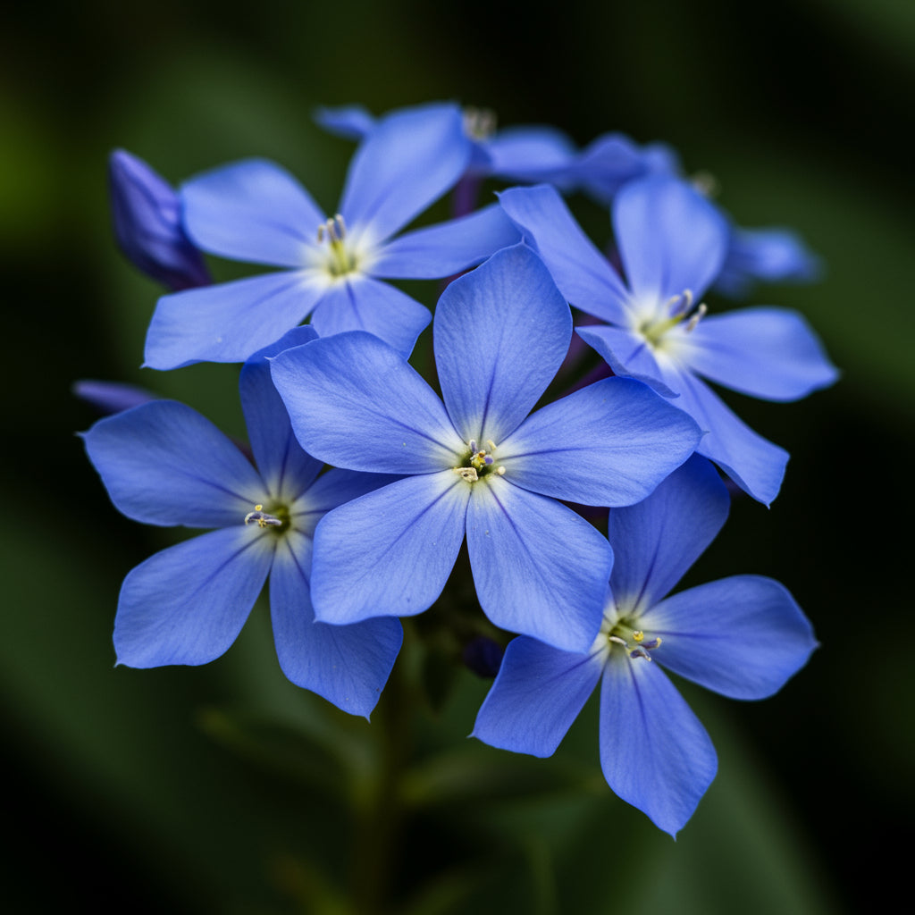 glandora-diffusa-seeds-for-planting-hardy-perennial-ground-cover-flower