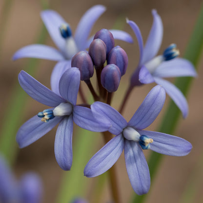 Glandora diffusa Seeds for Planting – Hardy Perennial Ground Cover Flower