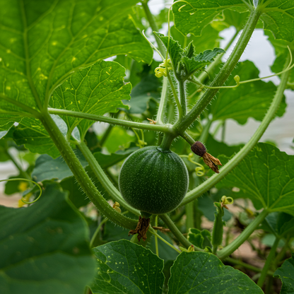 Rare Noir des Carmes Melon Seeds – Exquisite Heirloom Summer Melon