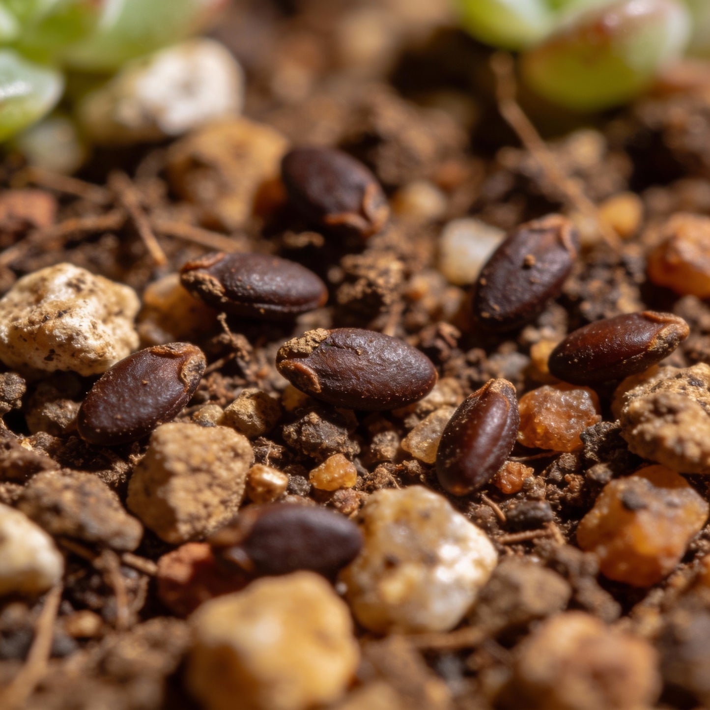 Sedum Emperor’s Wave Telephium Hyb Seeds for Garden Planting