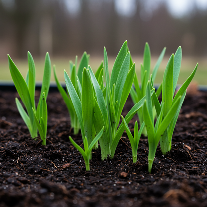 Wallflower Persian Carpet Seeds for Planting