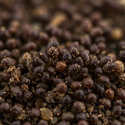 Sedum Telephium Postman’s Pride Seeds for Garden Planting