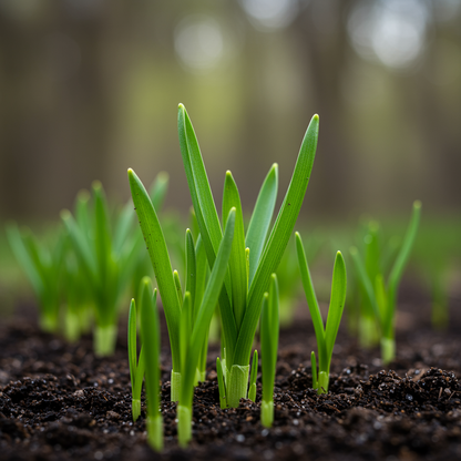 Scilla Cilicica Seeds for Garden Planting