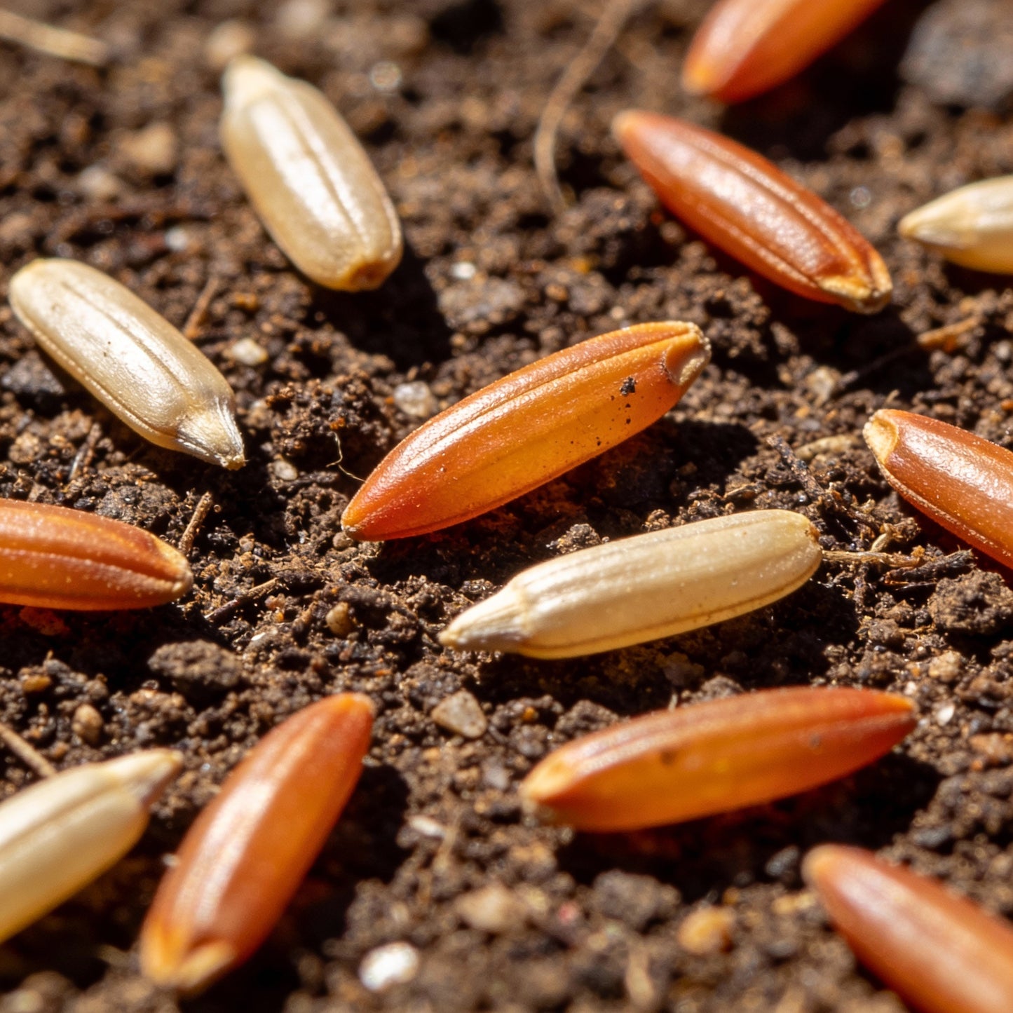 Orange Zinnia Seeds for Garden Planting