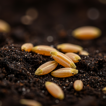 Red Zinnia Seeds – Bright Crimson & Deep Red Blooms
