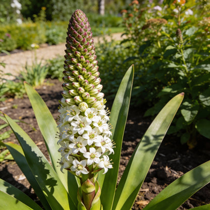 Eucomis Bicolor Seeds for Garden Planting