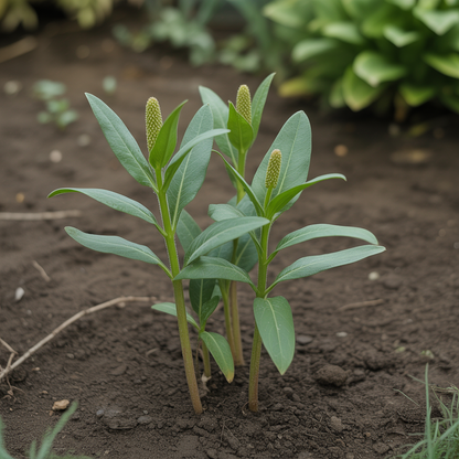 Asclepias Milkweed Seeds for Planting