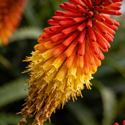 Red Hot Poker Kniphofia Flower Seeds - Perennial Flower Seeds for Garden