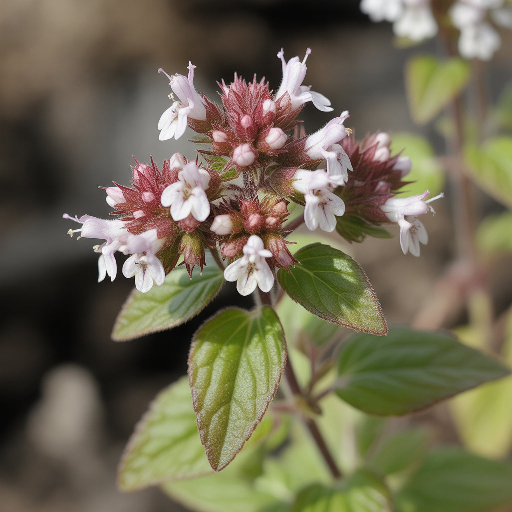 greek-oregano-seeds-premium-aromatic-culinary-herb-for-gardens