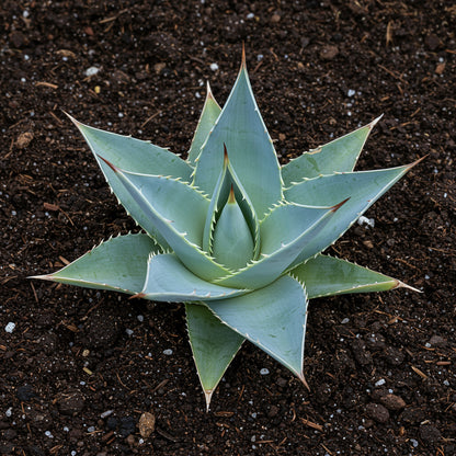 Agave Attenuata Seeds – Elegant Fox Tail Agave Ornamental Succulent