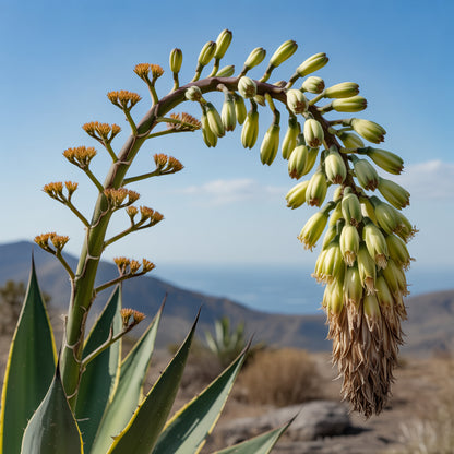 Agave Attenuata Seeds – Elegant Fox Tail Agave Ornamental Succulent