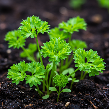 Green Parsley Seeds for Planting – Fresh, Aromatic Culinary Herb for Home Gardens