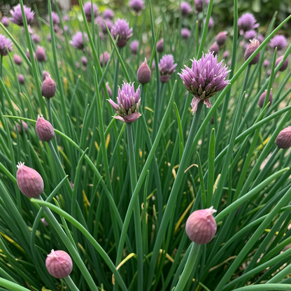 Cipollina Chives Seeds for Planting