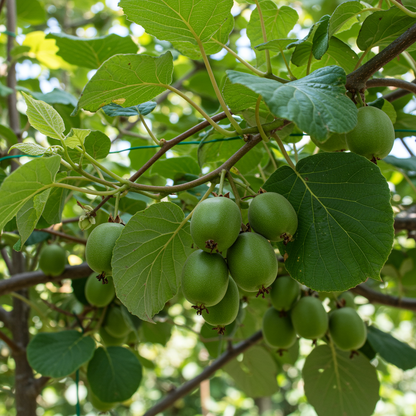 Green Kiwi Fruit Seeds for Planting – Fresh Kiwifruit Seeds for Home Gardening (100 Seeds)
