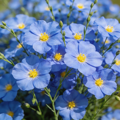 Linum Perenne Perennial Flax Flower Seeds for Garden Planting