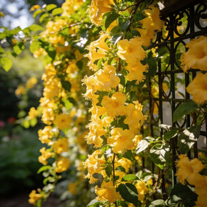 Canary Creeper Tropaeolum peregrinum Flower Seeds for Garden Planting