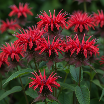 Monarda Didyma Bergamot Flower Seeds for Garden Planting