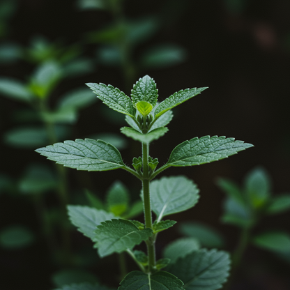 Scutellaria Tournefortii Seeds for Garden Planting