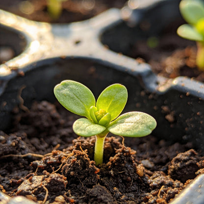 Wallflower Seeds - Cloth of Gold Variety for Garden Planting
