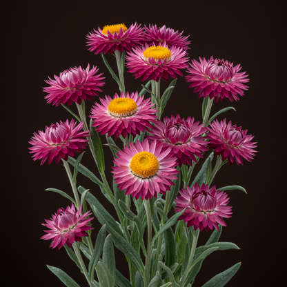 Everlasting Daisy Purple Red Seeds for Garden Planting
