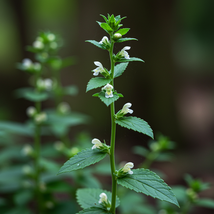 Scutellaria Altissima Seeds for Garden Planting