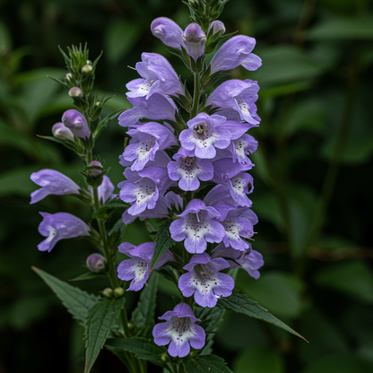 Scutellaria Altissima Seeds for Garden Planting