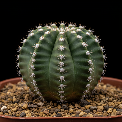 Mini Japanese Succulent Radiation Cactus Seeds Bonsai Planting 100 Pcs