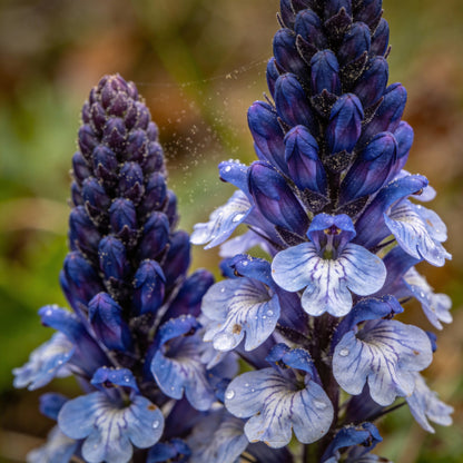 Besseya Alpina Flower Seeds for Garden Planting