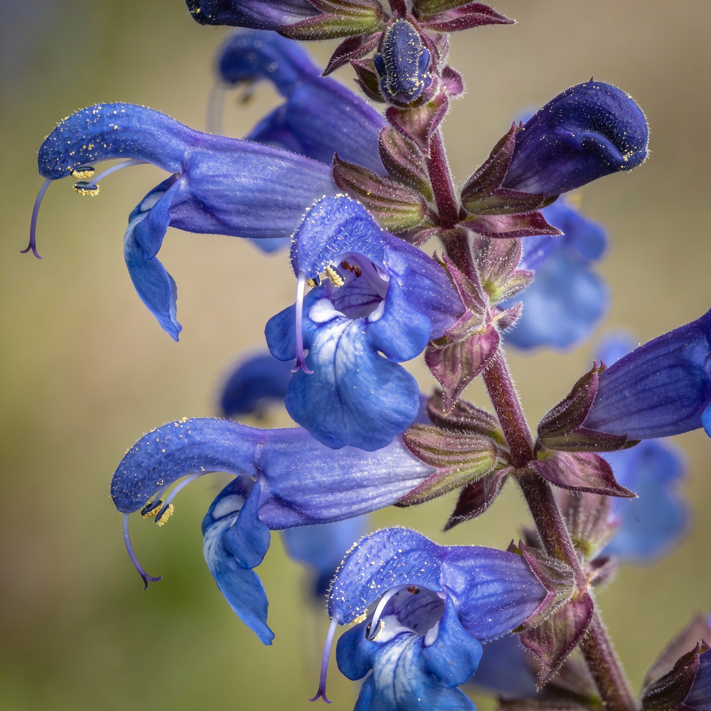 Besseya Alpina Flower Seeds for Garden Planting