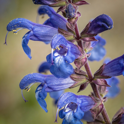 Besseya Alpina Flower Seeds for Garden Planting
