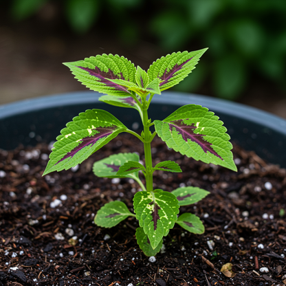 Coleus Kong Mosaic Giant Seeds for Garden Planting