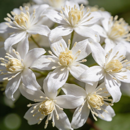 Clematis Mandchurica Seeds for Garden Planting