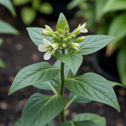 Nicotiana Lime Green Seeds - Nicotiana Flower Seeds for Garden