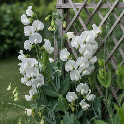 Sweet Pea High Scent White Seeds - Sweet Pea Flower Seeds for Garden