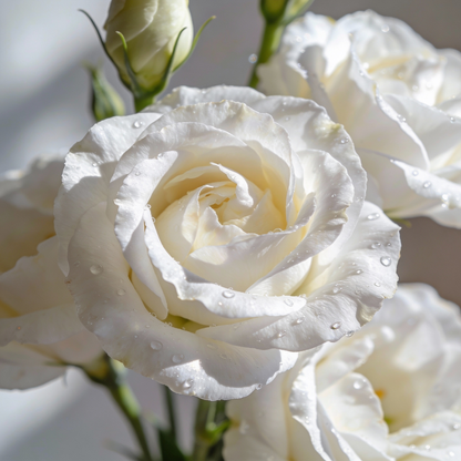 Rari White Eustoma Seeds for Garden Planting