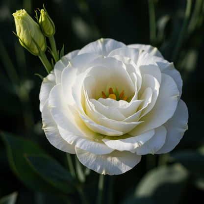Rari White Eustoma Seeds for Garden Planting