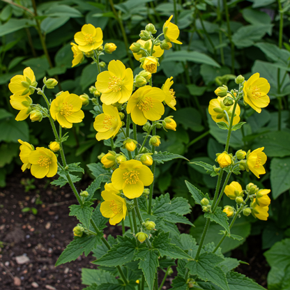 Agrimonia japonica Flower Seeds – Perennial Blooms for Planting