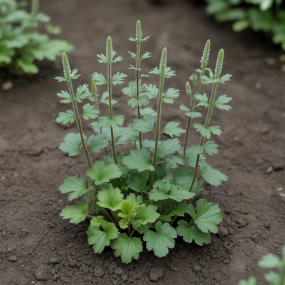 Agrimonia japonica Flower Seeds – Perennial Blooms for Planting