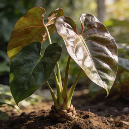 Anthurium Andraeanum White Seeds for Indoor and Garden Planting