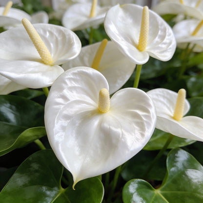 Anthurium Andraeanum White Seeds for Indoor and Garden Planting
