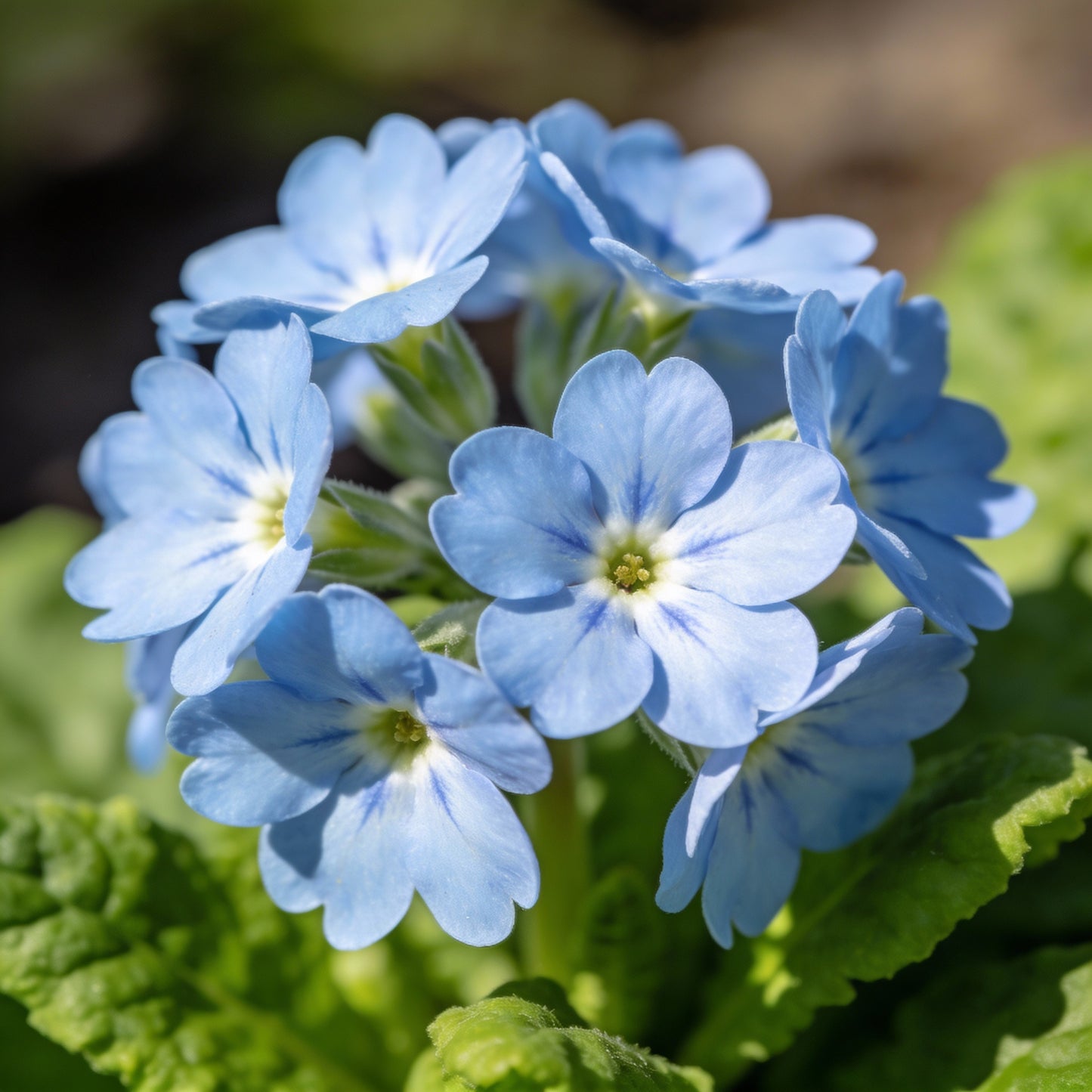 Primula Acaulis Light Blue Seeds for Garden Planting