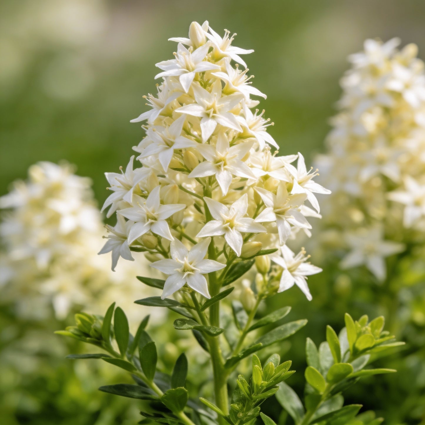 Boykinia Occidentalis Seeds for Garden Planting
