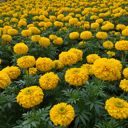 Golden Marigold Flower Seeds for Garden Planting