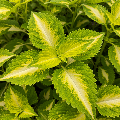 Coleus Heirloom Seeds - Yellow Bright Golden-Yellow and Chartreuse
