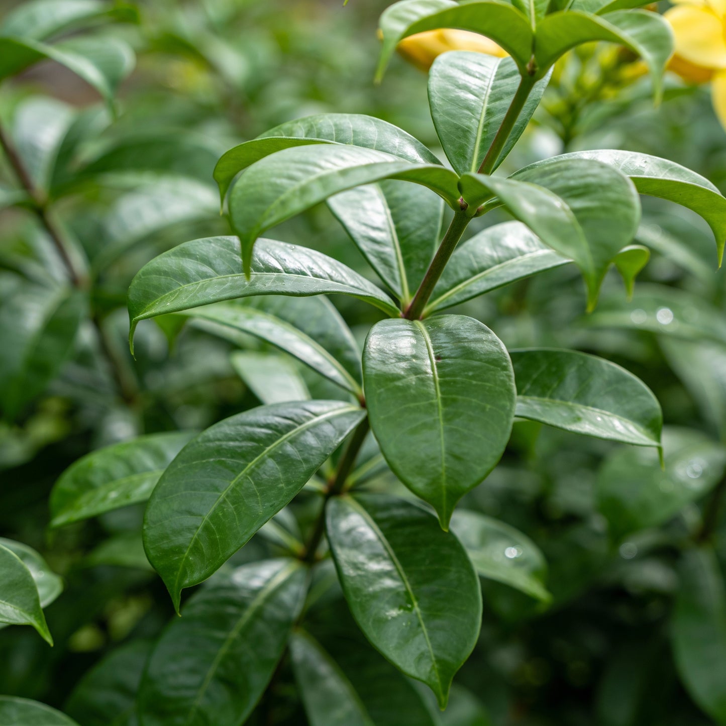 Allamanda Flower Seeds – Golden Trumpet Tropical Blooms
