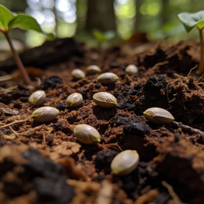 Trillium Erectum Seeds for Woodland and Shade Gardens